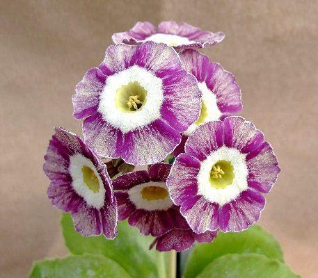 European Primula Acaulis Flower Seeds for Home & Garden