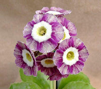 European Primula Acaulis Flower Seeds for Home & Garden