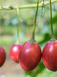 Cyphomandra Betacea Fruit Seed Set for Exotic Fruit Trees 100 pcs