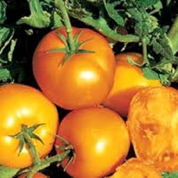 Yellow Tomato Solanum lycopersicum seeds for garden planting