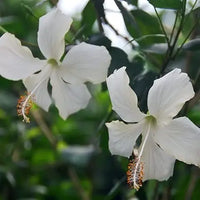 Hibiscus Flower White Easy Grow Plant - for planting in home garden