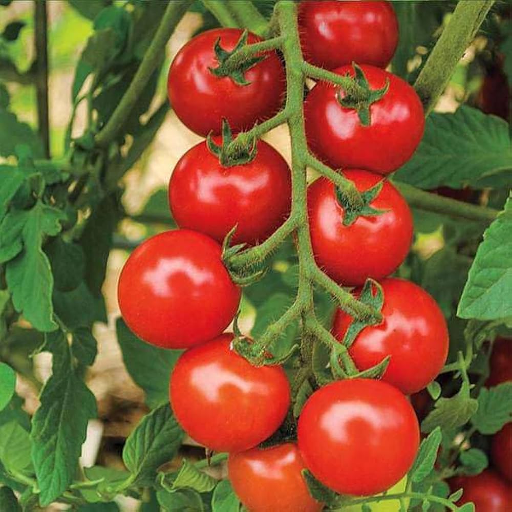 Kieselstein all-purpose tomato plant grown from organic seeds with firm red fruits ideal for slicing and cooking