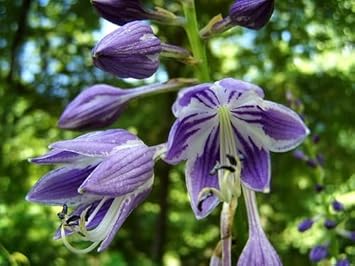 Heirloom Non-GMO Ventricosa Hosta Flower Seeds for Planting