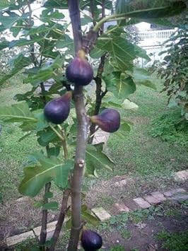 Madeira Fig Fruit Seeds - Non-GMO, Great for Home Orchard Planting , GMO Free Seeds