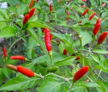 Red Chili Capsicum annuum seeds for garden planting