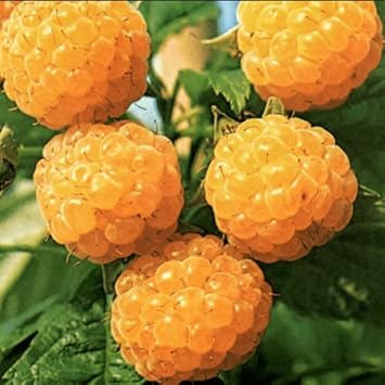 Gold raspberry Rubus idaeus seeds for berry garden