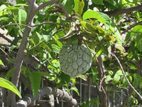 Green Annona Squamosa Fruit Seeds - 10pcs for Tropical Tree Growth 100 pcs