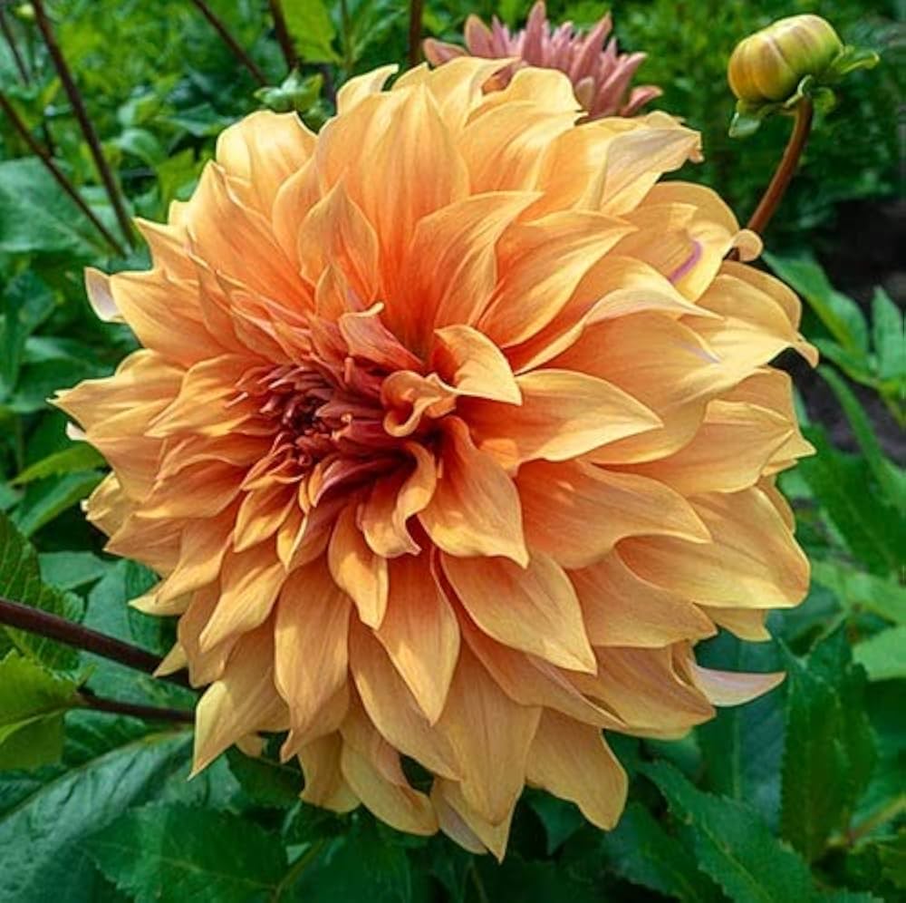 Hercules Dahlia