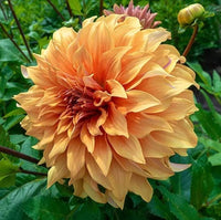 Hercules Dahlia