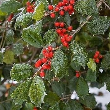 Red Ilex Plant Seeds - A Hardy and Ornamental Shrub for Your Garden 100 pcs
