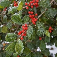 Red Ilex Plant Seeds - A Hardy and Ornamental Shrub for Your Garden 100 pcs