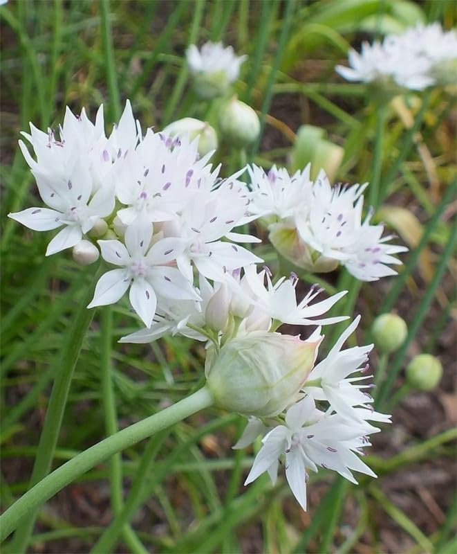Graceful Beauty Allium Seeds