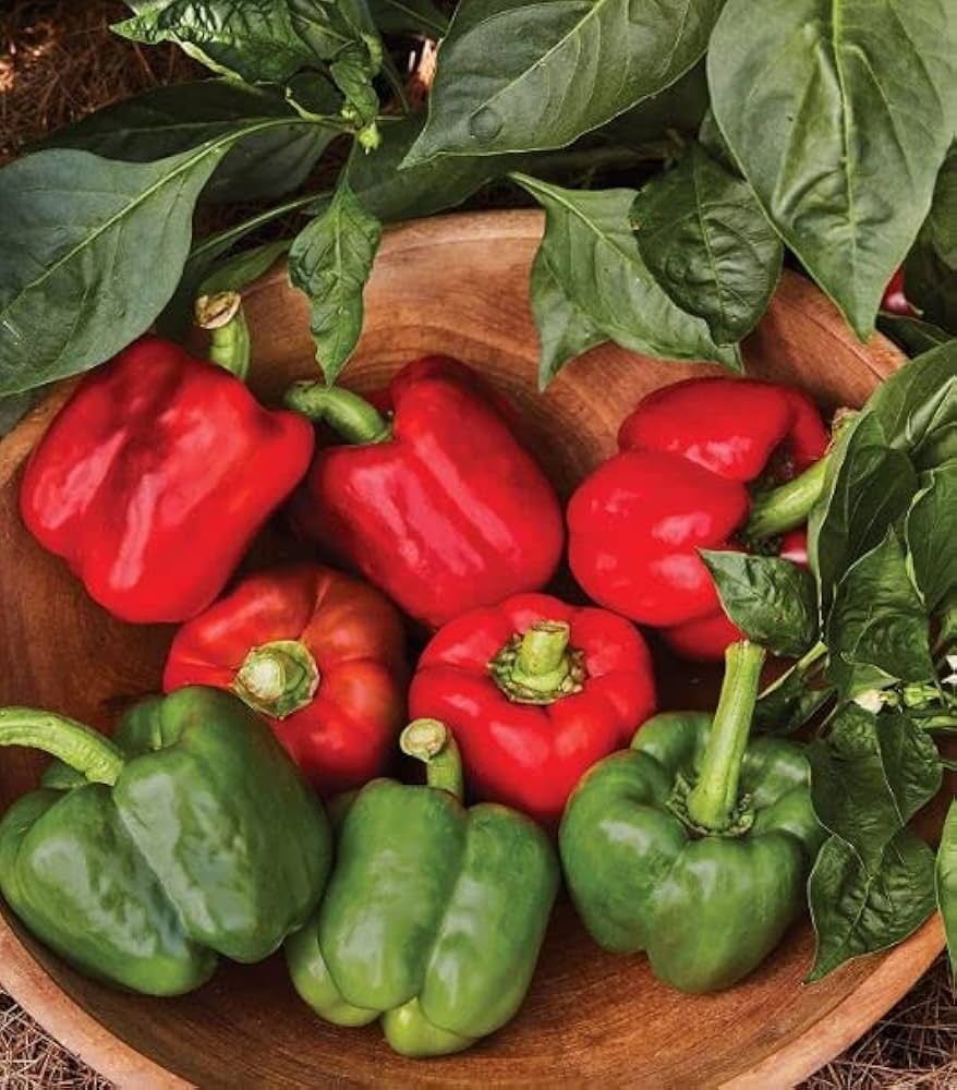 Giant Red Capsicum plant grown from seeds with oversized, glossy red bell peppers