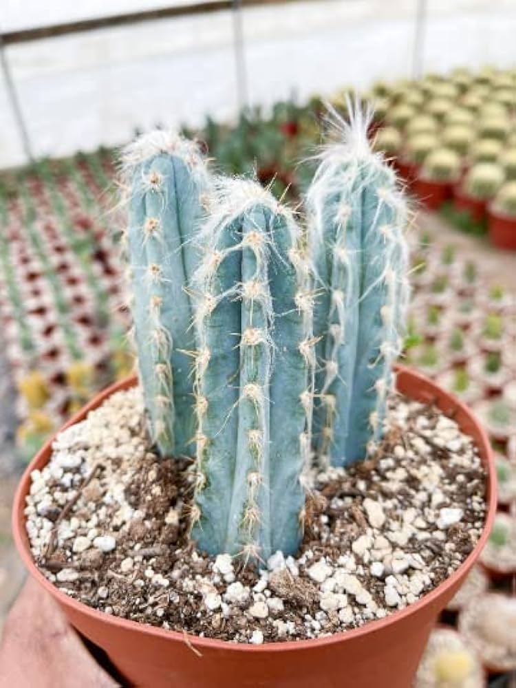 Blue Cactus Pilosocereus Pachycladus Flower Seeds for Planting in Indoor Pots and Decorative Rock Gardens