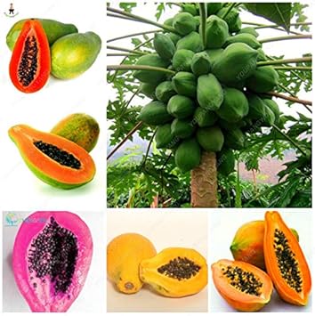 Mixed Papaya Fruit Seeds for Planting - Tropical, Sweet Papayas in a Mix of Varieties