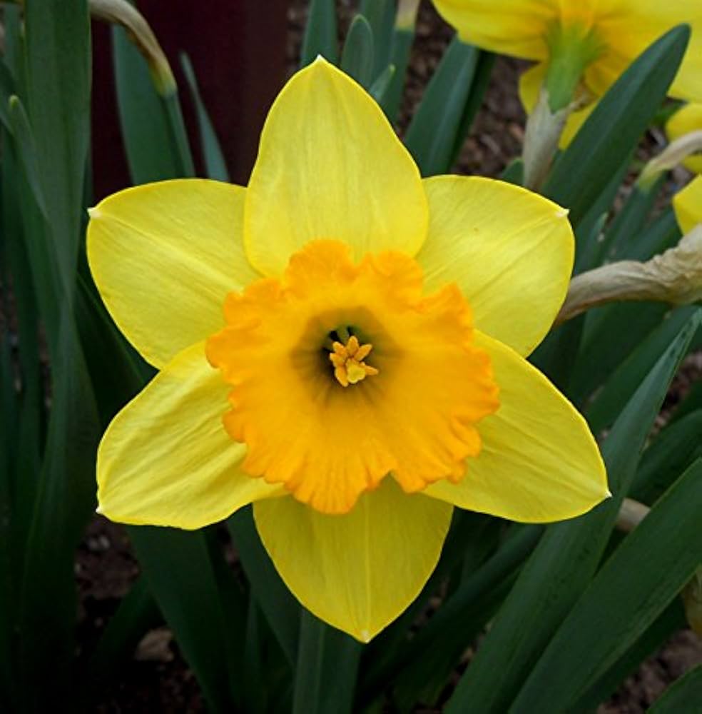 Daffodil Double Petal Aquatic Flower - for planting in home garden