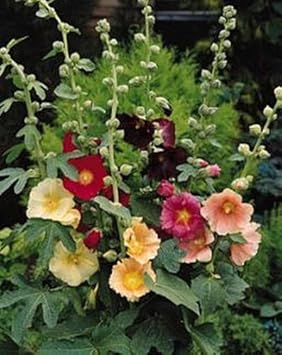 Heirloom Non-GMO Mixed Alcea Flower Seeds for Garden Planting – Vibrant Hollyhock Variety
