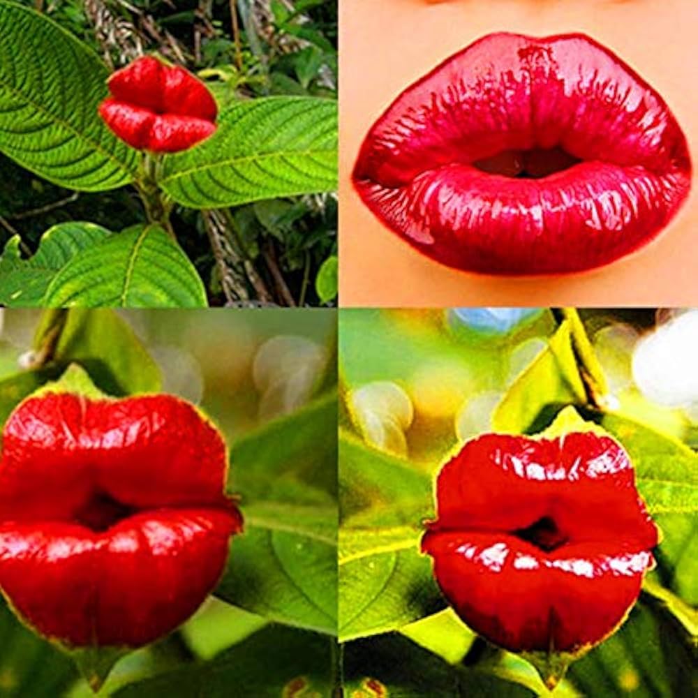 Psychotria Elata Red Lip Flower - for planting in home garden
