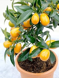 Orange Kumquat Fruit Tree Seeds for Planting and Cultivation – Heirloom Seeds