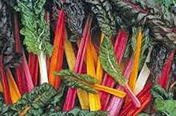 Swiss Chard Beta vulgaris for planting in kitchen garden