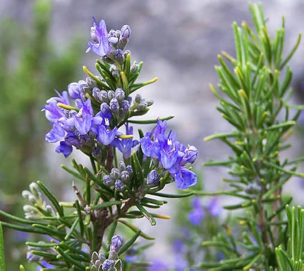 Exotic Lavender Romantic Garden Flower Seeds