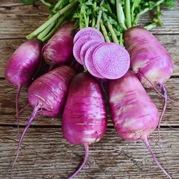 Purple Radish Raphanus sativus for planting in urban garden