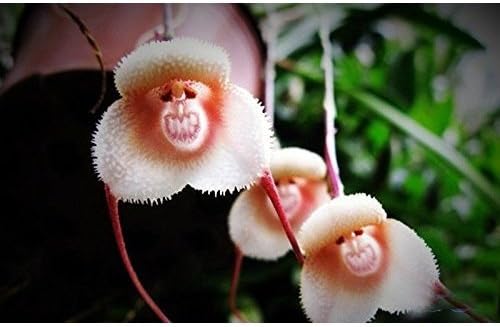 White Orange Orchid Seeds for Planting | Organic, Heirloom, Non-GMO Flower Seeds