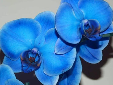 Organic Blue Phalaenopsis Orchid Flower Seeds for Planting – Heirloom, Non-GMO Seeds