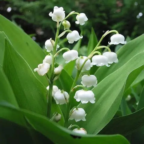 Lily of the Valley Green Easy Grow Plant Seeds