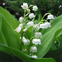 Lily of the Valley Green Easy Grow Plant Seeds