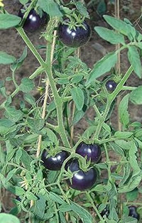 Blue Tomato Seeds for Planting - 100 pcs