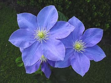 Heirloom Sky Blue Clematis Hybridas Flower Seeds – Non-GMO Climbing Blooms for Garden Planting
