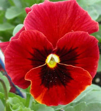 Viola Sorbet Yellow Frost flower seeds – cheerful yellow blooms for borders