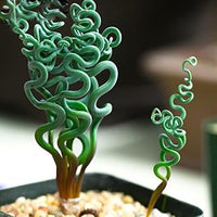 Green Trachyandra Plant Seeds for Planting - Unique Garden Flora, Heirloom & Non-GMO Seeds