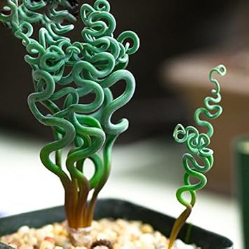 Trachyandra tortilis seeds for decorative garden flora