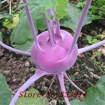 Pink Kohlrabi Brassica oleracea seeds for garden planting