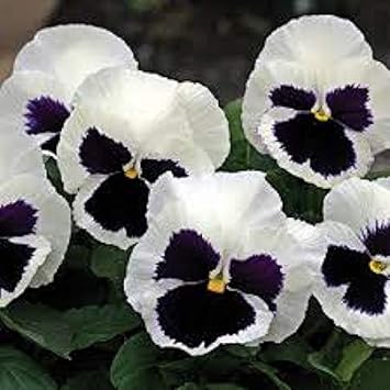 White Black Pansy Seeds for Planting | Heirloom, Non-GMO, Organic Flower Seeds