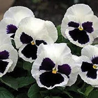 White Black Pansy Seeds for Planting | Heirloom, Non-GMO, Organic Flower Seeds