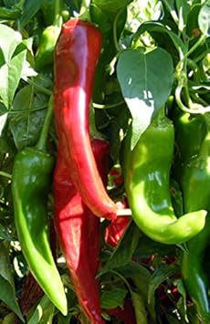 Mixed Numex Sandia Chili Capsicum annuum seeds for garden planting