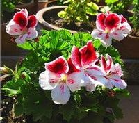 Univalve Geranium Flower Seeds for Planting - Heirloom & Non-GMO Seeds for Home Garden