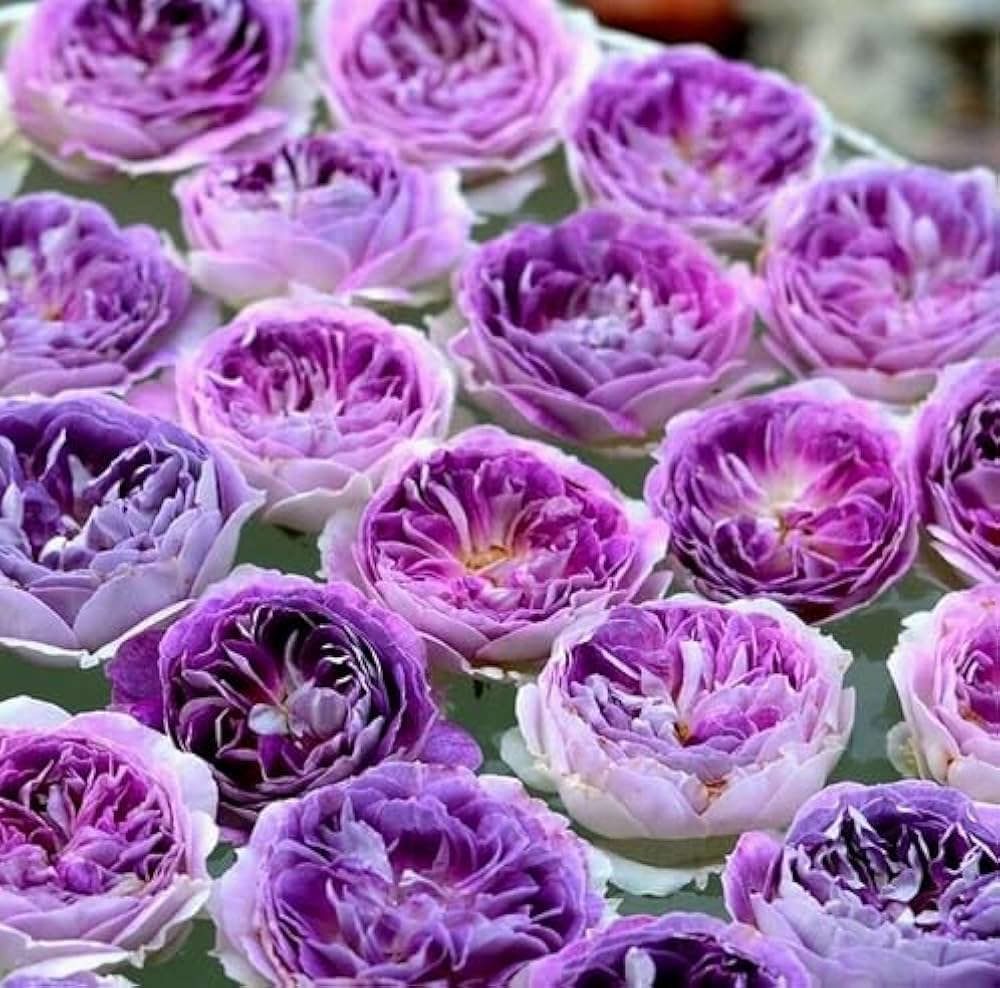 African Moonstone Violet Perennial Flower Seeds