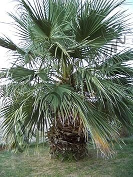 Green Filifera Tree Seeds for Planting heirloom & Non-GMO Seeds