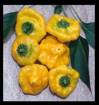 Yellow Jamaicano Bean seeds for garden planting