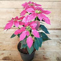 Heirloom Non-GMO Pink Poinsettia Flower Seeds for Planting – Elegant Festive Blooming Seeds