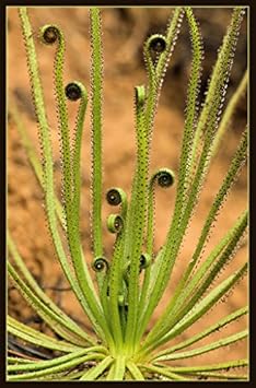 Green Drosophyllum Plant Seeds for Planting heirloom & Non-GMO Seeds