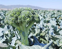 Green Magic – Broccoli Seed