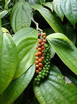 Piper Nigrum Fruit Seeds - Grow Peppercorns for Freshly Ground Spices 100 pcs