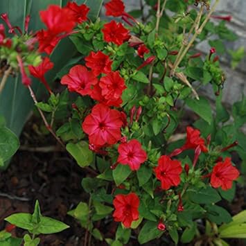 Heirloom Non-GMO Red Mirabilis Scarlet Flower Seeds for Evening Blooming Garden Planting