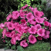 Hollyhock Rosenmalve Mix Alcea Rosea Flower Seeds for Planting in Cottage Garden and Backyard Borders