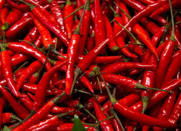 Chili pepper Capsicum annuum bright red seeds for planting in kitchen gardens or patio containers